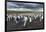 King Penguin Colony on the Falkland Islands, South Atlantic-Martin Zwick-Framed Photographic Print