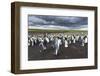 King Penguin Colony on the Falkland Islands, South Atlantic-Martin Zwick-Framed Photographic Print