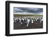 King Penguin Colony on the Falkland Islands, South Atlantic-Martin Zwick-Framed Photographic Print