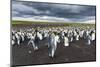 King Penguin Colony on the Falkland Islands, South Atlantic-Martin Zwick-Mounted Photographic Print