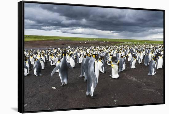 King Penguin Colony on the Falkland Islands, South Atlantic-Martin Zwick-Framed Stretched Canvas