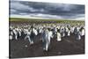 King Penguin Colony on the Falkland Islands, South Atlantic-Martin Zwick-Stretched Canvas
