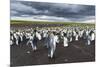 King Penguin Colony on the Falkland Islands, South Atlantic-Martin Zwick-Mounted Premium Photographic Print