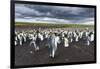 King Penguin Colony on the Falkland Islands, South Atlantic-Martin Zwick-Framed Premium Photographic Print