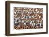 King penguin colony, South Georgia Island-Nick Garbutt-Framed Photographic Print