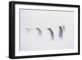 King Penguin Colony, St. Andrews Bay, Island of South Georgia-Martin Zwick-Framed Photographic Print