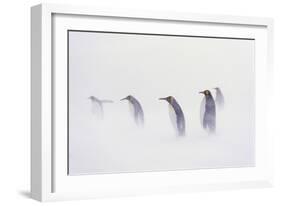 King Penguin Colony, St. Andrews Bay, Island of South Georgia-Martin Zwick-Framed Photographic Print