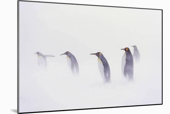 King Penguin Colony, St. Andrews Bay, Island of South Georgia-Martin Zwick-Mounted Photographic Print