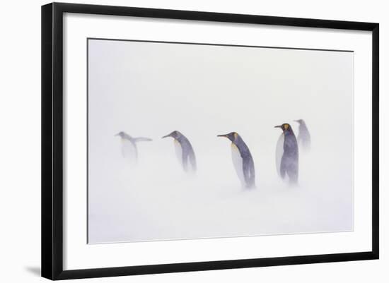 King Penguin Colony, St. Andrews Bay, Island of South Georgia-Martin Zwick-Framed Photographic Print