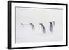 King Penguin Colony, St. Andrews Bay, Island of South Georgia-Martin Zwick-Framed Photographic Print