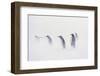 King Penguin Colony, St. Andrews Bay, Island of South Georgia-Martin Zwick-Framed Photographic Print