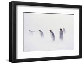 King Penguin Colony, St. Andrews Bay, Island of South Georgia-Martin Zwick-Framed Photographic Print