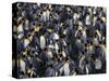 King Penguin Colony-John Conrad-Stretched Canvas