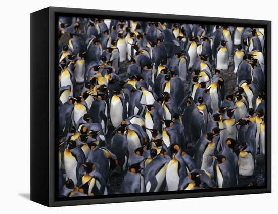 King Penguin Colony-John Conrad-Framed Stretched Canvas