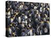 King Penguin Colony-John Conrad-Stretched Canvas