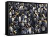 King Penguin Colony-John Conrad-Framed Stretched Canvas