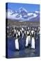 King Penguin Colony-Paul Souders-Stretched Canvas