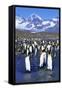 King Penguin Colony-Paul Souders-Framed Stretched Canvas