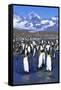 King Penguin Colony-Paul Souders-Framed Stretched Canvas