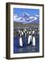 King Penguin Colony-Paul Souders-Framed Premium Photographic Print