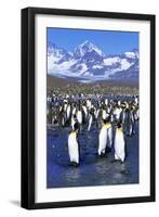 King Penguin Colony-Paul Souders-Framed Premium Photographic Print