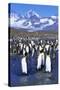 King Penguin Colony-Paul Souders-Stretched Canvas