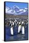 King Penguin Colony-Paul Souders-Framed Stretched Canvas