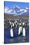 King Penguin Colony-Paul Souders-Stretched Canvas
