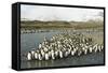 King Penguin Colony-Joe McDonald-Framed Stretched Canvas