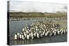 King Penguin Colony-Joe McDonald-Stretched Canvas