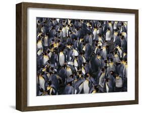 King Penguin Colony-John Conrad-Framed Photographic Print