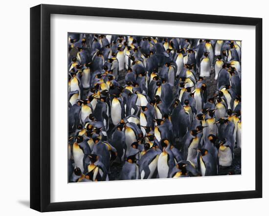 King Penguin Colony-John Conrad-Framed Photographic Print