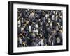 King Penguin Colony-John Conrad-Framed Photographic Print