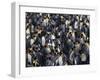 King Penguin Colony-John Conrad-Framed Photographic Print