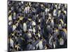 King Penguin Colony-John Conrad-Mounted Photographic Print