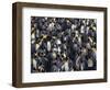 King Penguin Colony-John Conrad-Framed Photographic Print