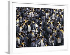 King Penguin Colony-John Conrad-Framed Photographic Print