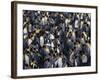 King Penguin Colony-John Conrad-Framed Photographic Print