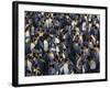 King Penguin Colony-John Conrad-Framed Photographic Print