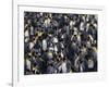 King Penguin Colony-John Conrad-Framed Photographic Print