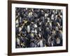 King Penguin Colony-John Conrad-Framed Photographic Print