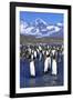 King Penguin Colony-Paul Souders-Framed Photographic Print