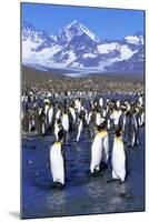 King Penguin Colony-Paul Souders-Mounted Photographic Print