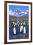 King Penguin Colony-Paul Souders-Framed Photographic Print