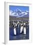 King Penguin Colony-Paul Souders-Framed Photographic Print