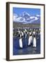 King Penguin Colony-Paul Souders-Framed Photographic Print