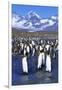 King Penguin Colony-Paul Souders-Framed Photographic Print