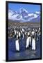 King Penguin Colony-Paul Souders-Framed Photographic Print