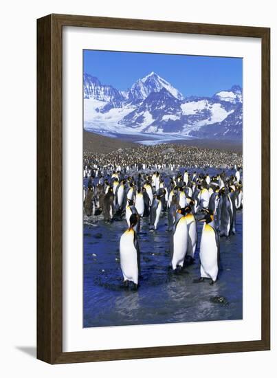 King Penguin Colony-Paul Souders-Framed Photographic Print