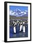 King Penguin Colony-Paul Souders-Framed Photographic Print